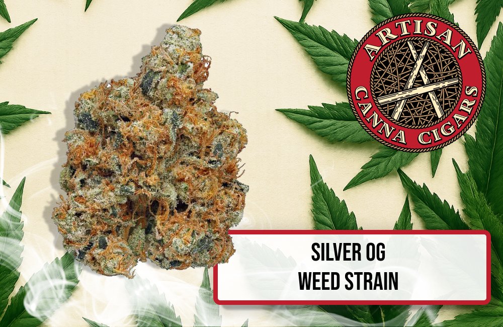 Silver OG weed strain